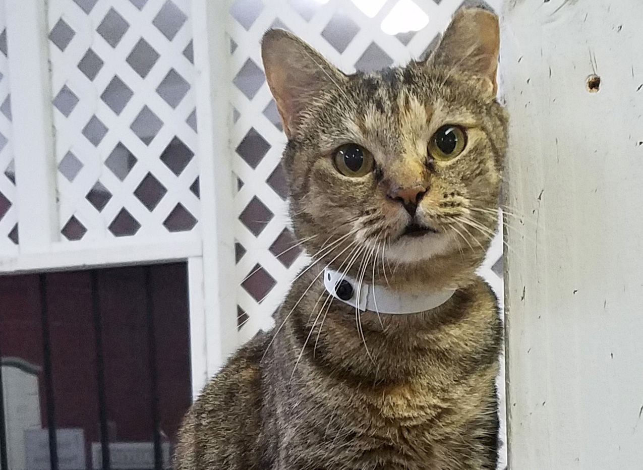 Adopt A Friend: Ducky